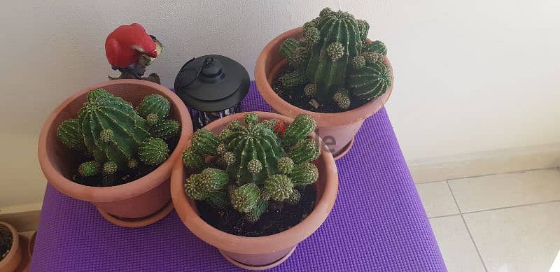 Medium Size Cactus plants 5