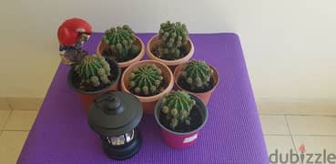 Beautiful Small Cactus