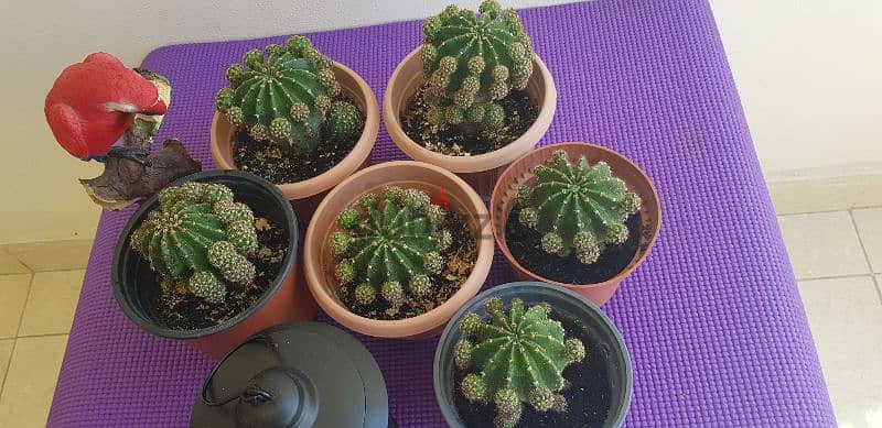 Beautiful Small Cactus 1