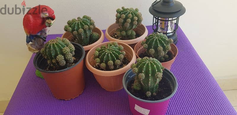 Beautiful Small Cactus 2