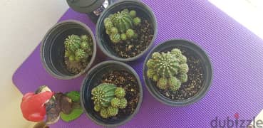Beautiful small cactus plants