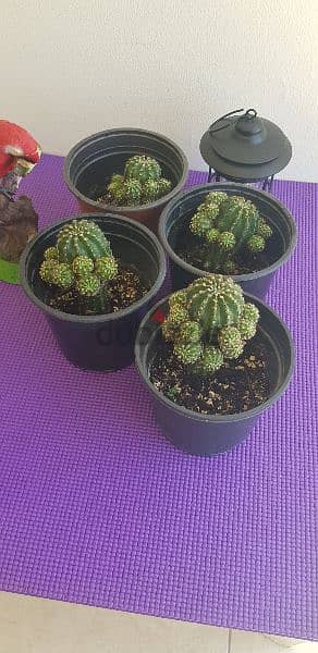 Beautiful small cactus plants 1