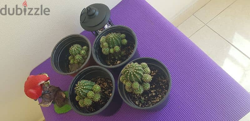 Beautiful small cactus plants 2