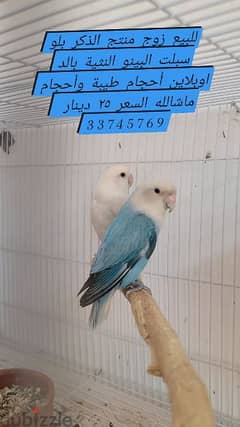 pair love bird