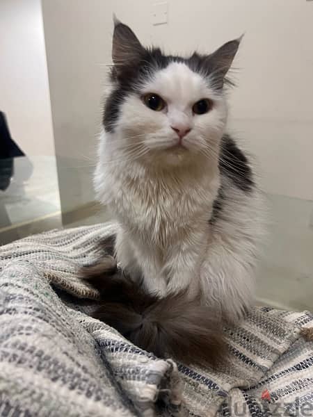 persian cat for adoption 1
