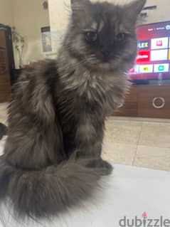 persian cat for adoption 0