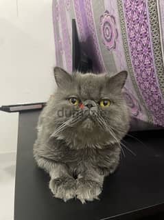 Whatsapp 36287345 Punch face persian male blue for adoption