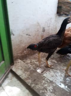 aseel fighter Chicken urgent for sale 0