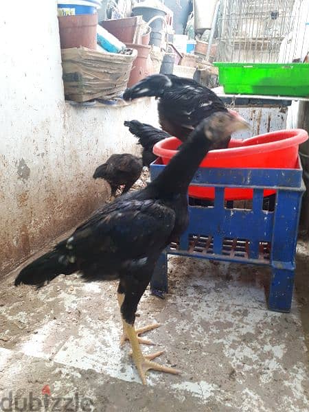 aseel fighter Chicken urgent for sale 1