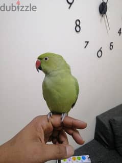 male young green parrot 0