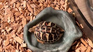 tortoise for sale 0