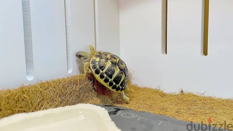 tortoise for sale 1