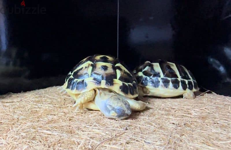tortoise for sale 2