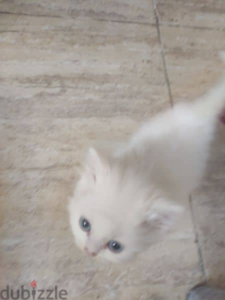 persian cat kittens for adoption - Cats - 105204246