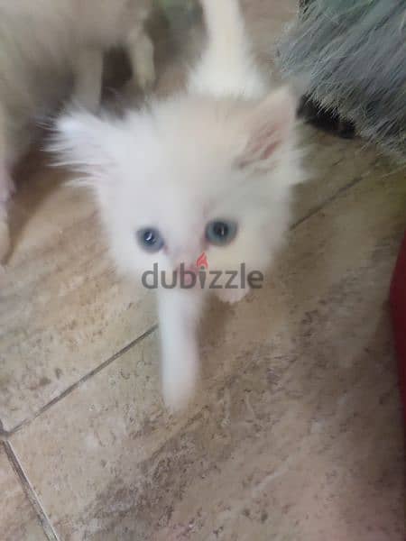 persian cat kittens for adoption - Cats - 105204246