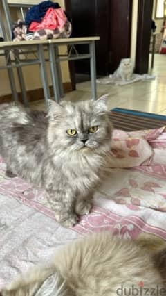 Pure Persian Cat With Kittens 0
