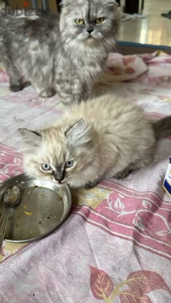 Pure Persian Cat With Kittens 1