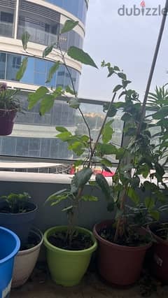 home grown plants 0