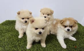 Golden retriever ,pomeranian  toy mini poodle ,yorki puppies