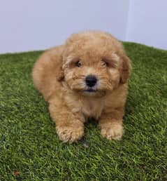Mini toy poodle and pomeranian also buying all type dogs 0