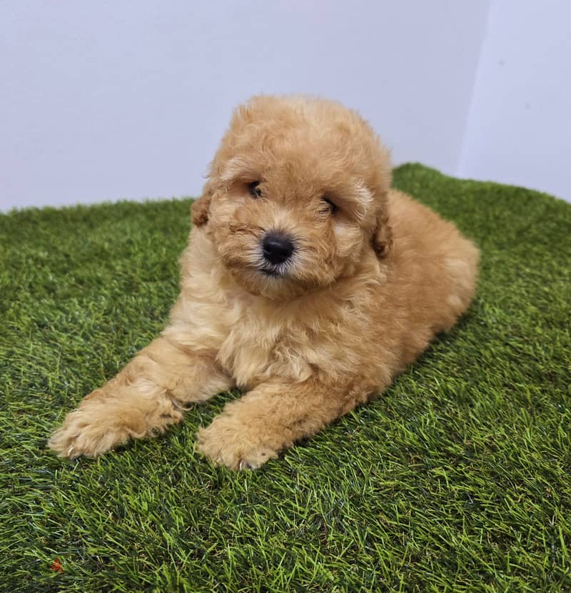 Mini toy poodle and pomeranian also buying all type dogs 1