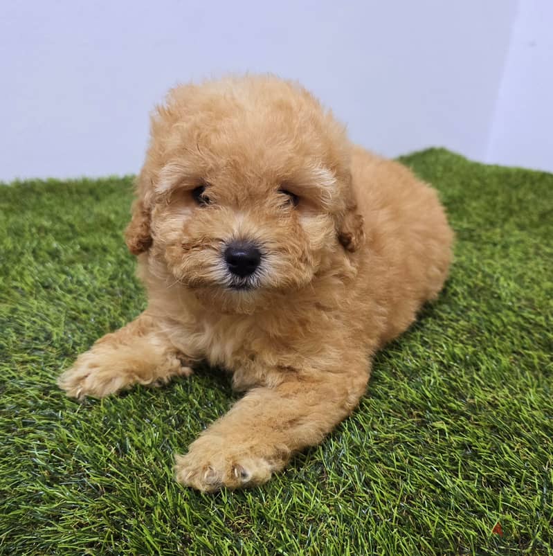 Mini toy poodle and pomeranian also buying all type dogs 2