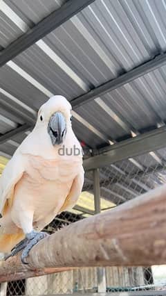 beautiful cockatoobreed parrot available