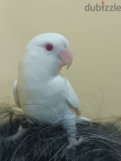White red ayes beautiful female White and blue shine tail male 0