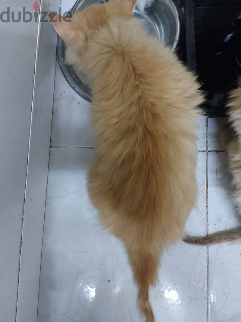 PERSIAN KITTENS 3 MONTHS AGE 2