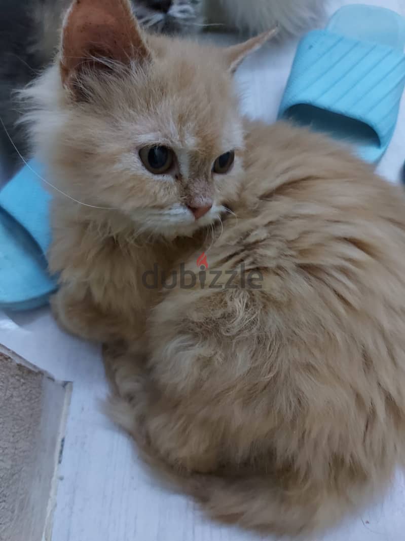 PERSIAN KITTENS 3 MONTHS AGE 3