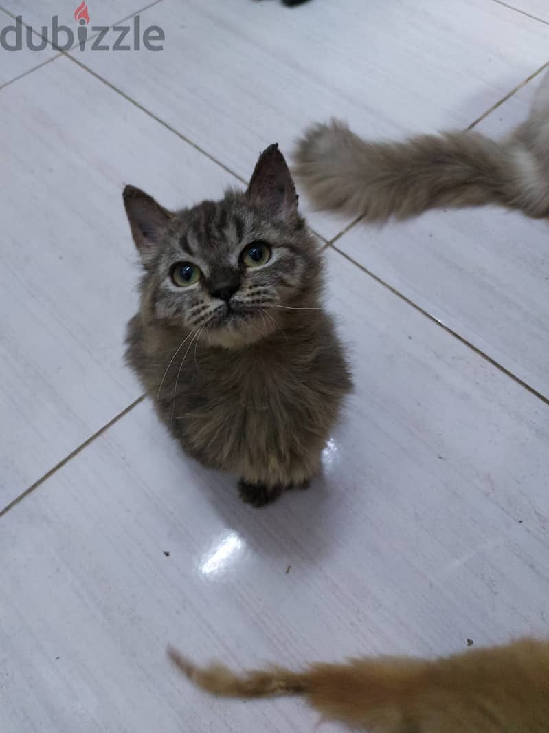 PERSIAN KITTENS 3 MONTHS AGE 5