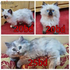 Himalayan Shirazi kitten for sale 0