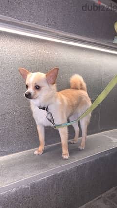 شيواوا Chihuahua 0
