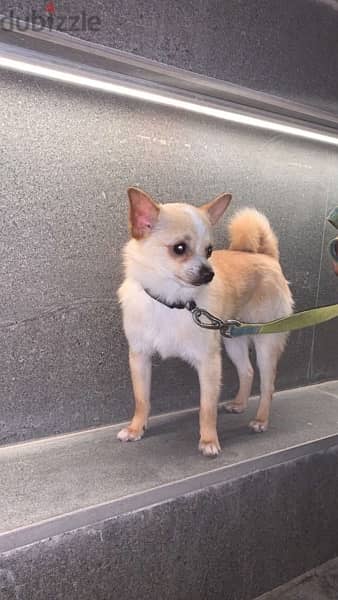 شيواوا Chihuahua 1