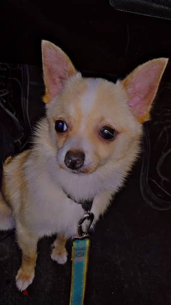 شيواوا Chihuahua 4