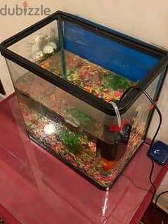 aquarium gold fish tank