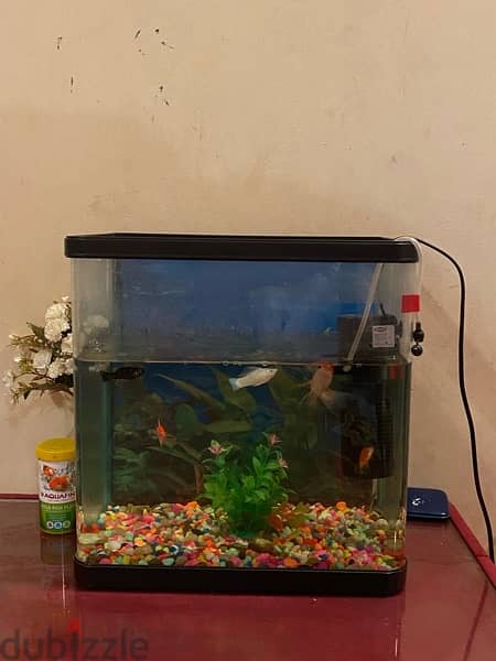 aquarium gold fish tank 1