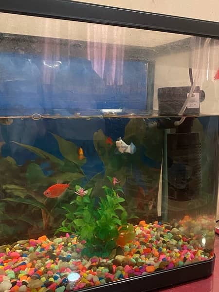 aquarium gold fish tank 3