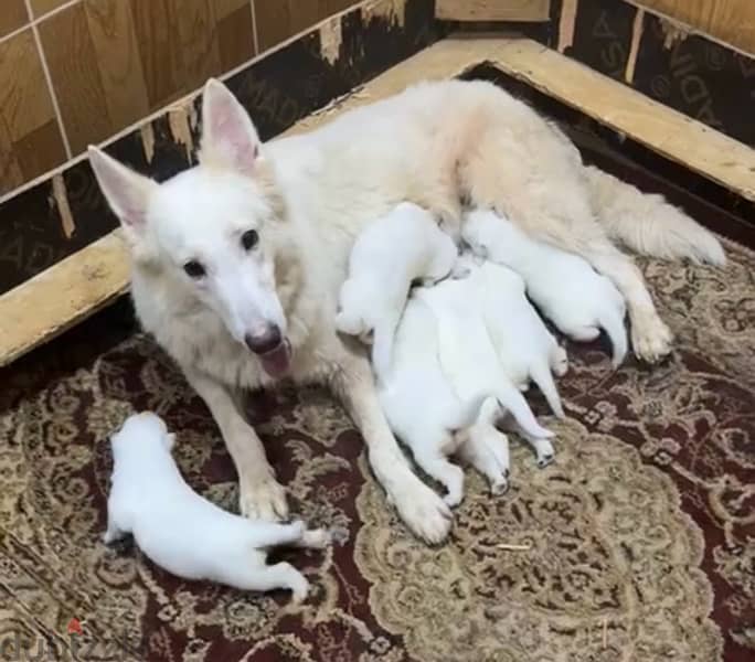 white German shepherd puppies يراوه وايت جيرمن شيبرد 1
