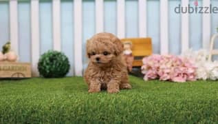 toy poodle puppies 0