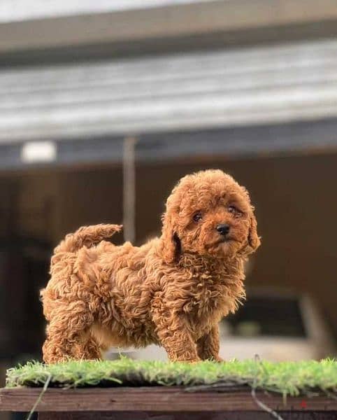 toy poodle puppies 1