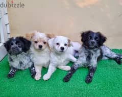 Puppies Available