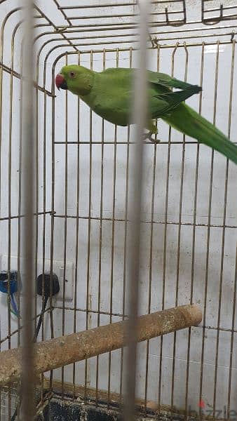 ringneck parrot pair 1