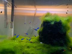 mature fish tank with plants and fish 0
