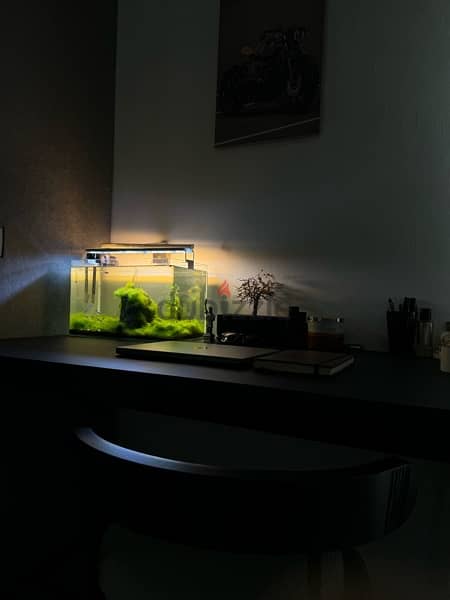 mature fish tank with plants and fish 1