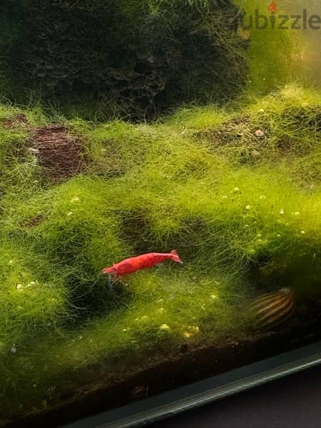 mature fish tank with plants and fish 2