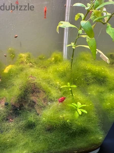 mature fish tank with plants and fish 3