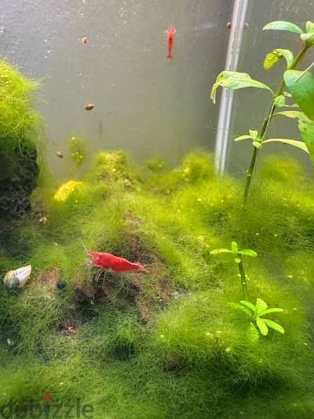 mature fish tank with plants and fish 4