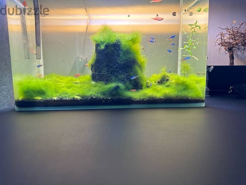 mature fish tank with plants and fish 5