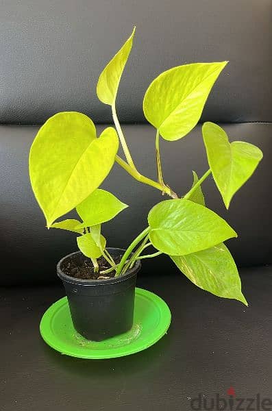 variety money plants for sale for 0.500 fils each pot 4
